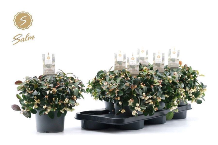 <h4>Gaultheria procumbens Ciao Bella White</h4>