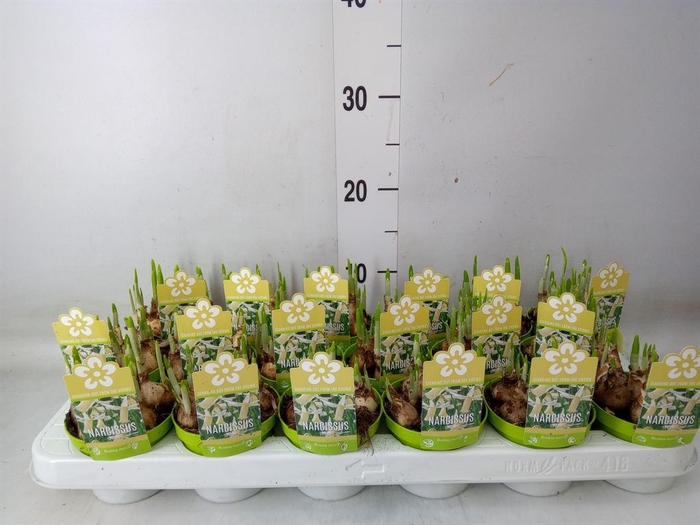 <h4>Narcissus   ...</h4>