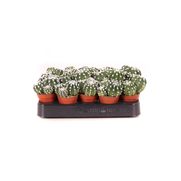 <h4>Echinopsis denudatum 5,5 cm</h4>