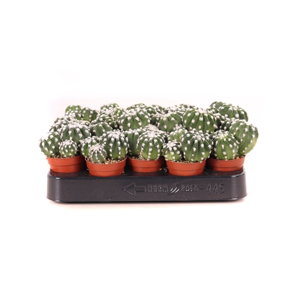 <h4>Echinopsis denudatum 5,5 cm</h4>