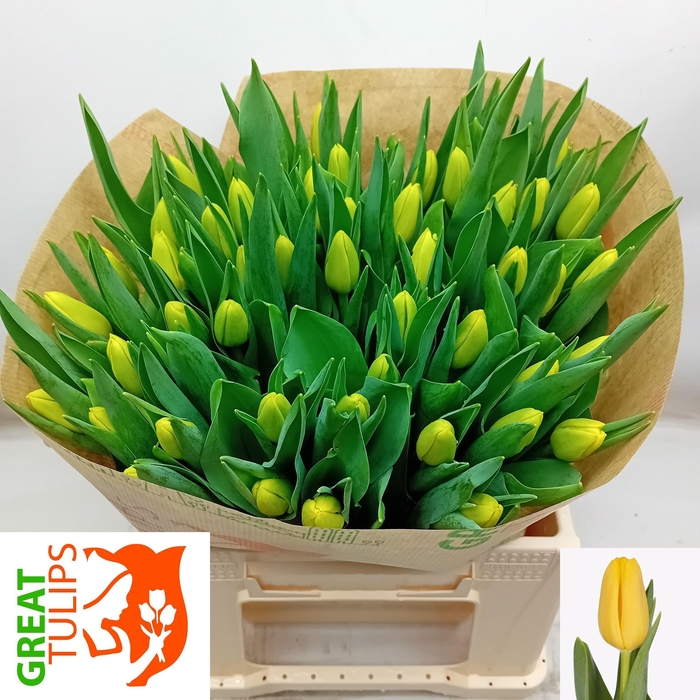 <h4>TU EN DRAGLINE</h4>