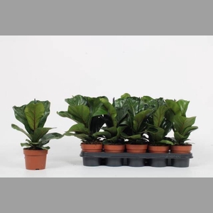 Ficus lyrata 'Bambino'