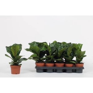 Ficus lyrata 'Bambino'