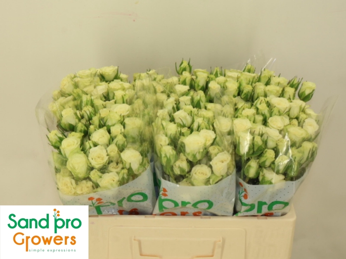 <h4>R TR SNOWFLAKE</h4>