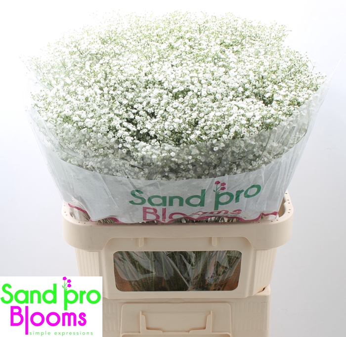 <h4>Gypsophila Paniculata Zinzi Discove</h4>