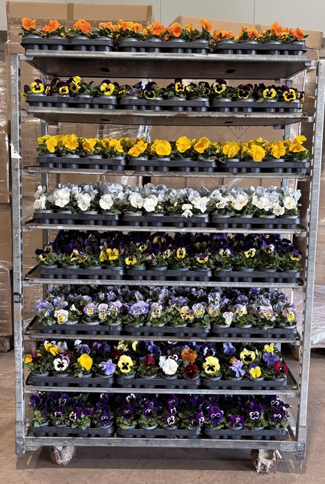 <h4>VIO F1 HYBR MIXK</h4>