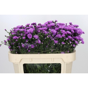 Aster Astee Karmijn