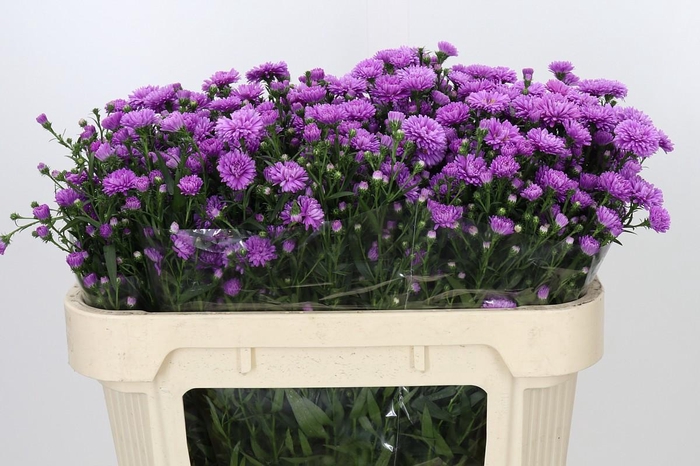 <h4>Aster Astee Karmijn</h4>
