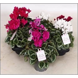 CYCL GR LOVE MOMENTS