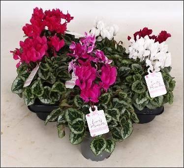 <h4>CYCL GR LOVE MOMENTS</h4>