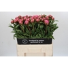 Paeonia Dr A Fleming