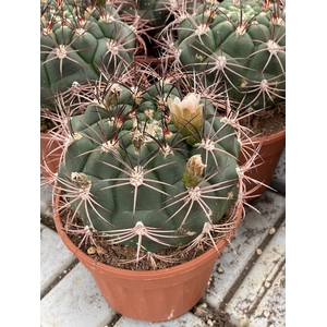 GYMNOCAL SAGLIONIS