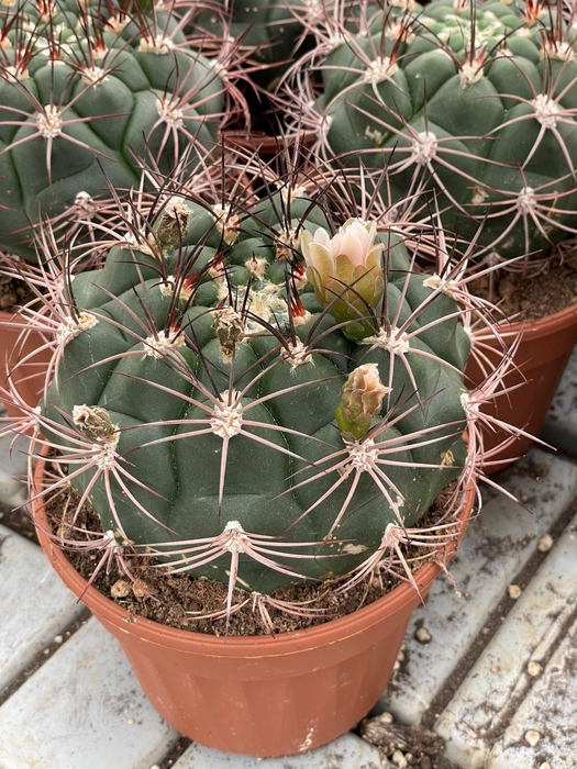 <h4>GYMNOCAL SAGLIONIS</h4>