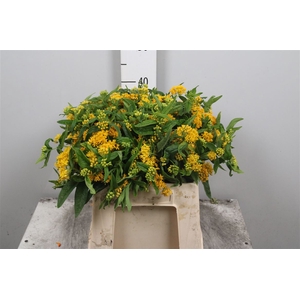Ascl T Hello Yellow