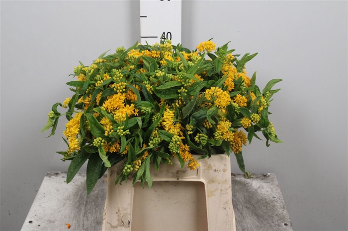 <h4>Ascl T Hello Yellow</h4>