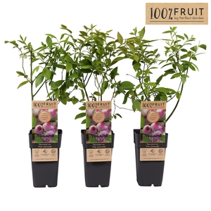 Vaccinium Pink Lemonade® P15 - 100%FRUIT