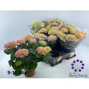 HYDR M RIVER ROSA 9+