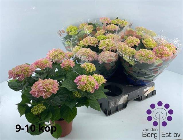 <h4>HYDR M RIVER ROSA 9+</h4>
