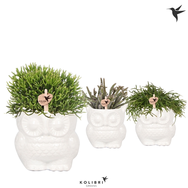 <h4>Kolibri Greens Rhipsalis mix in Owl pot white</h4>