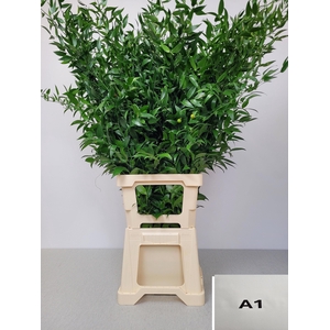 RUSCUS LANG PB 4 TAK