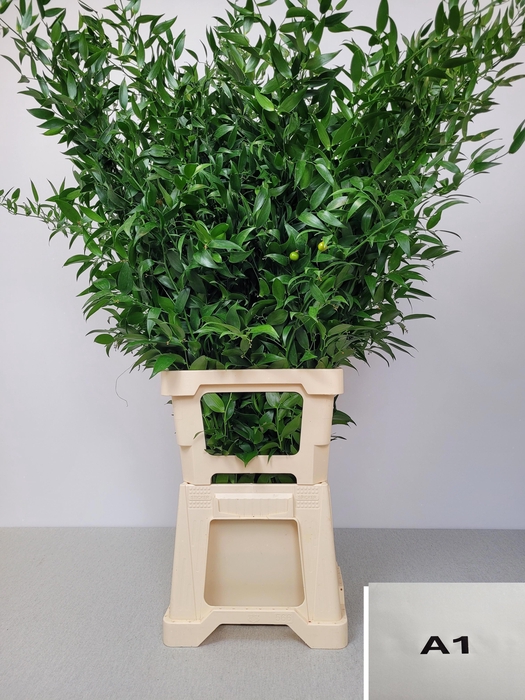 <h4>RUSCUS LANG PB 4 TAK</h4>