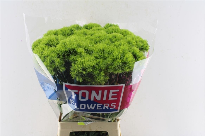 <h4>Di Barb Kiwi Mellow</h4>