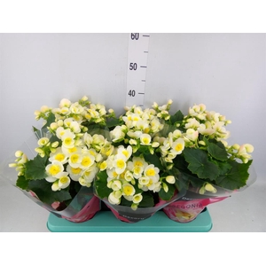 Begonia elat. HL 'Valentino White'