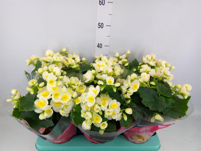 <h4>Begonia elat. HL 'Valentino White'</h4>