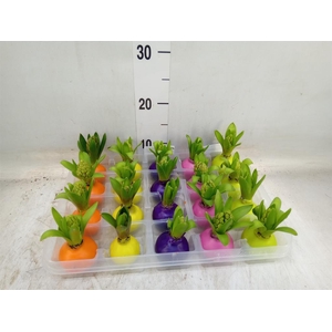 Hyacinthus orie.   ...waxed L%