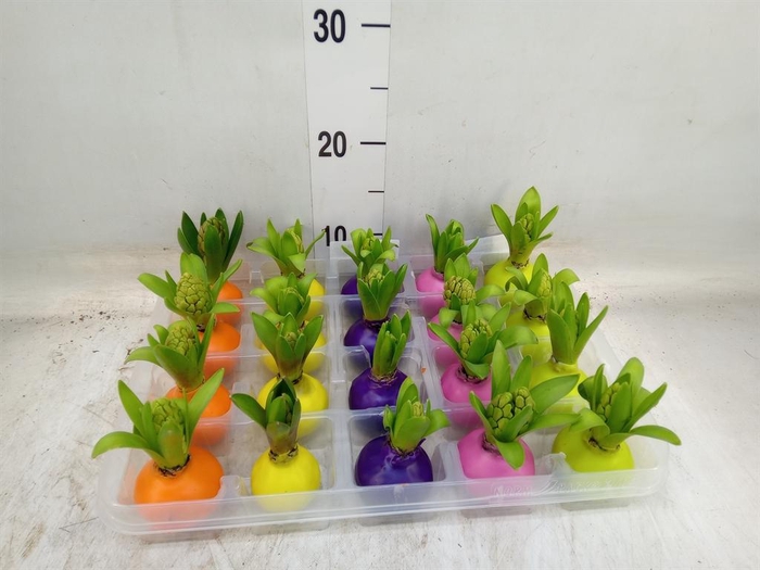 <h4>Hyacinthus orie.   ...waxed L%</h4>