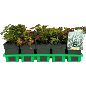 Geranium x cantabrigiense