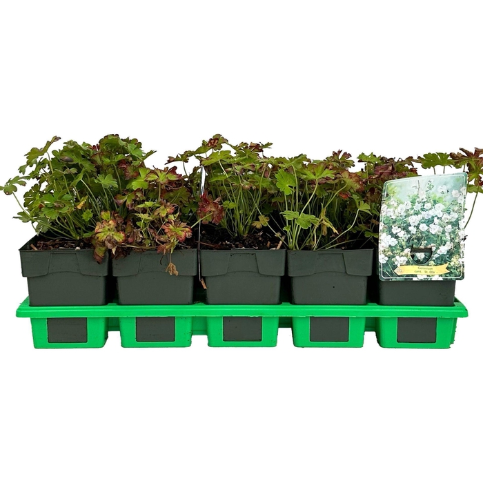 <h4>Geranium x cantabrigiense</h4>