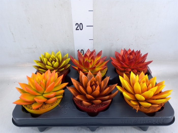 <h4>Echeveria  'Miranda'</h4>