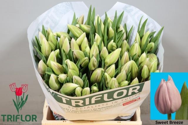 <h4>TU EN SWEET BREEZE</h4>