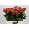 Dahlia Cornel Bronze