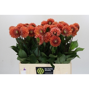 Dahlia Cornel Bronze