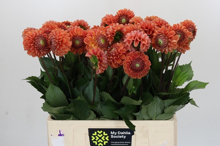 Dahlia Cornel Bronze