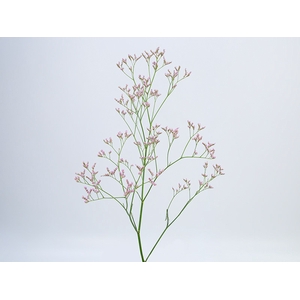 LIMONIUM 080 CM ROSA