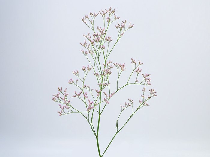 LIMONIUM 060 CM ROSA