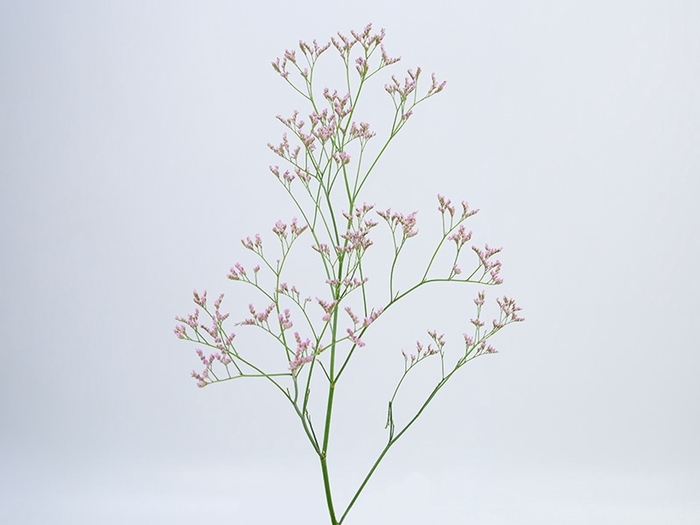 LIMONIUM 080 CM ROSA