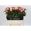 Paeonia Gardenia