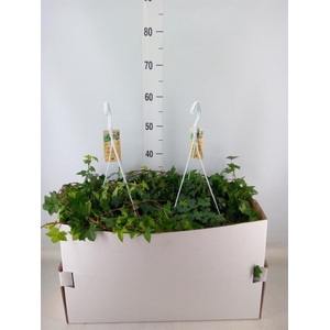 Hedera helix 'Pittsburgh'