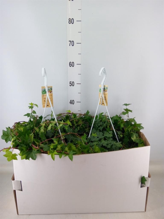 <h4>Hedera helix 'Pittsburgh'</h4>