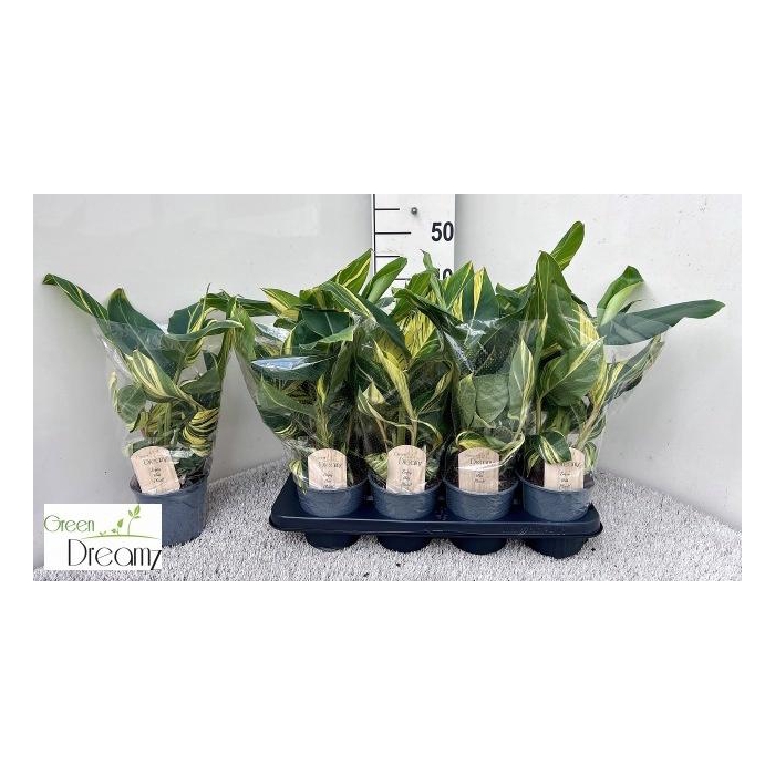 <h4>ALPINIA VARIEGATA</h4>