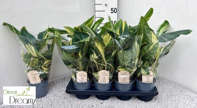 <h4>ALPINIA VARIEGATA</h4>