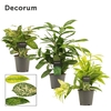 Dracaena mix 12 cm (Decorum)