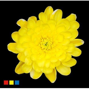 Chr T Altaj Yellow