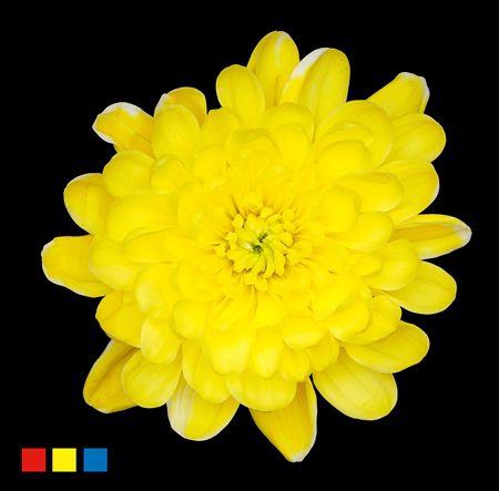 <h4>Chr T Altaj Yellow</h4>