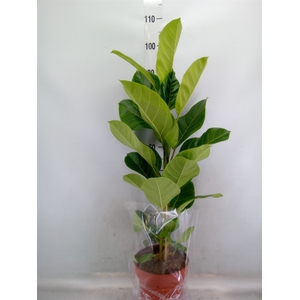 Ficus altissima