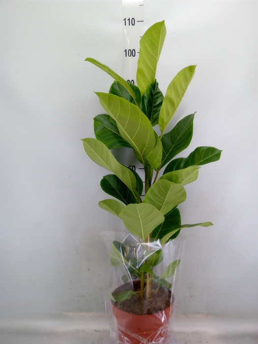 <h4>Ficus altissima</h4>